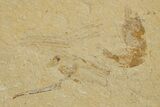 Two Cretaceous Fossil Shrimp - Lebanon #323735-2